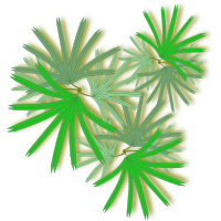 Palm-Raphis-02