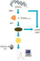 pyrosequencing