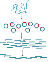 DNA cloning