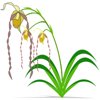 Phragmipedium