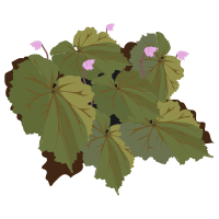 begonia-01