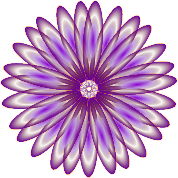Purple Daisy