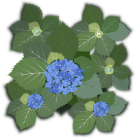 Hydrangea macrophylla
