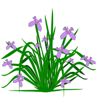Iris