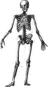 Human Skeleton