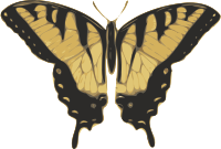 butterfly (papilio turnus) top view