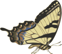butterfly (papilio turnus) side view