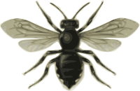 bee (Mélecle ponctuée)