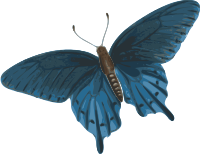 butterfly (papilio philenor) - top