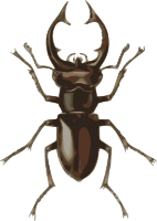 stag beetle (lucanus elephas)