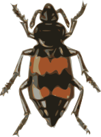 spotted sexton beetle (necrophorus guttatus)