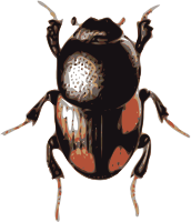 beetle (caccobius)