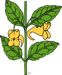 KU impatiens aurella