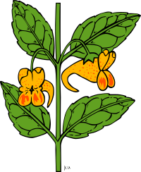 KU impatiens capensis