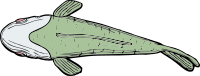 fish top view