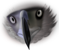 Eagle face