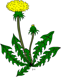 KU taraxacum officinale
