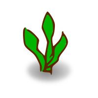 Kelp Forest