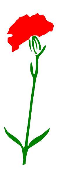 Carnation