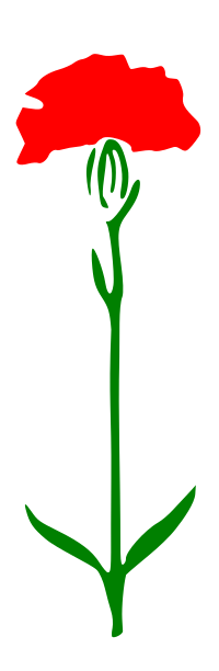 Carnation