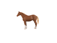 horse