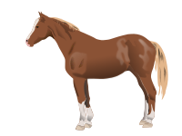 Horse
