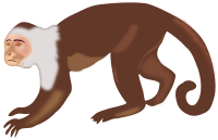 White-faced Capuchin Monkey 