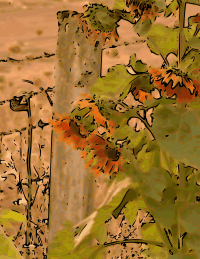 Sunflowers and fencepost 