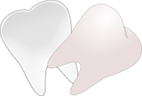 tooth cut in half