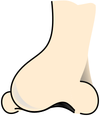 nose 2 colored