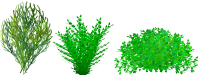 bush