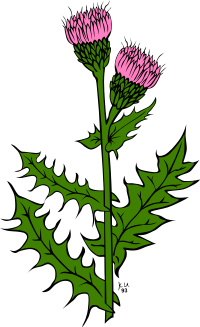 KU cirsium arvense