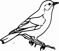 Sparrow