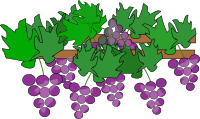 Grapes Growing for Wine