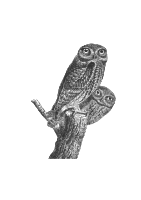 Owls vintage 01