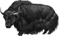Yak (no background)