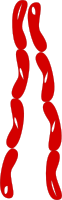 salsicha