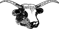 Bull Head with Horns