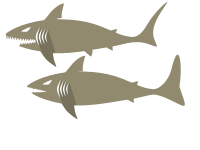 Shark