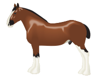 Clydesdale Horse