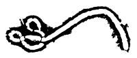 Ebola virus