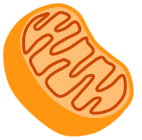 Mitochondria