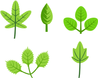 Set of leaves