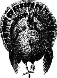 Nobel Turkey