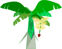 BANANEIRA