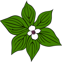 GG cornus canadensis