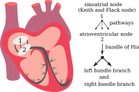 heart electrical system