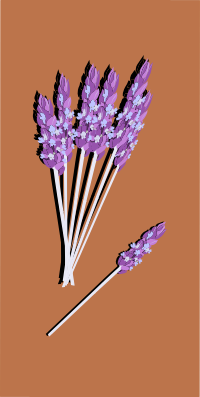 lavender04