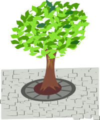 tree in the street