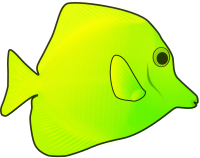yellow fish